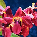 Tom's Orchid
